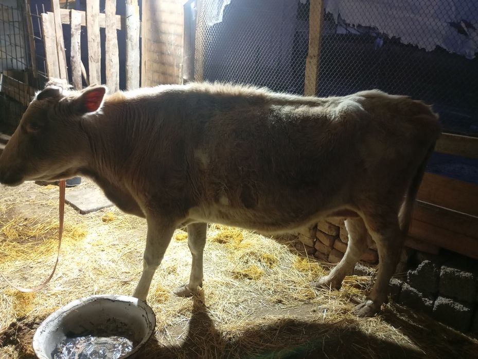 Сигир сотиладе бухоз