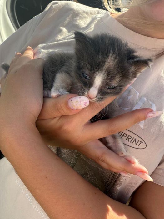 Котенок котята ищут дом