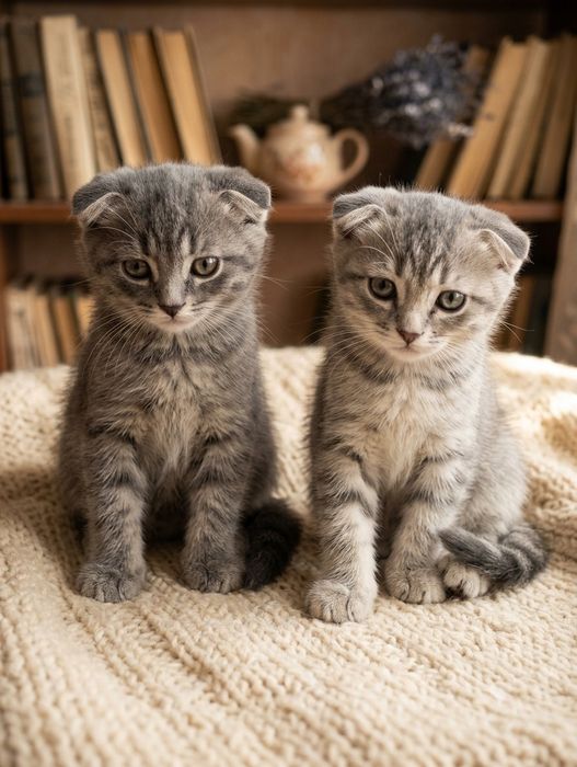 Шотландские вислоухие котята
