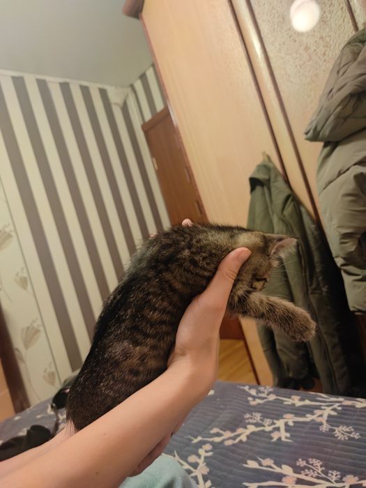 Отдам котенка в добрые руки