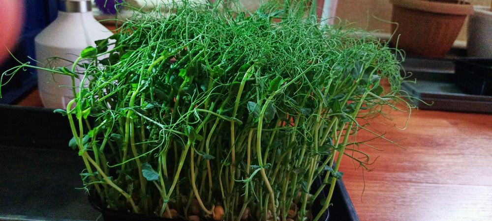 Продам микрозелень горох