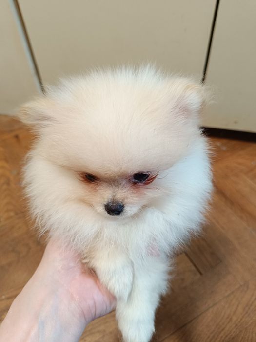 Померан мини момичета и момчета