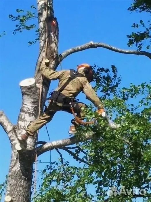 Спил деревьев обрезка ағаш кесеміз