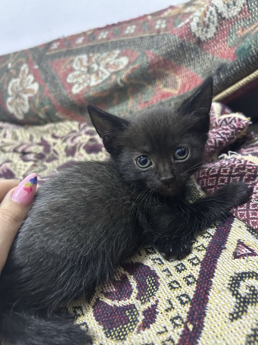 Отдам котят в добрые руки