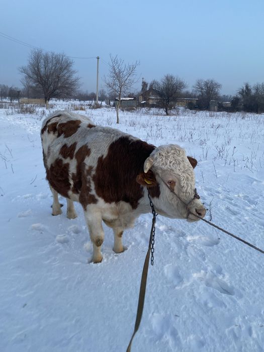 Продам быка семинтал возраст 3 года