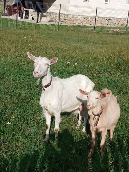 Capră sannen tânara de vanzare