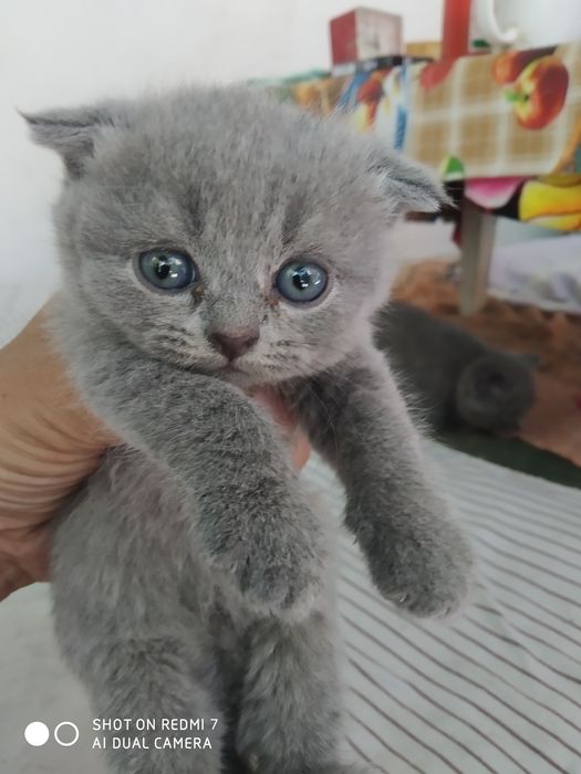 Веслоухие котята шотланские