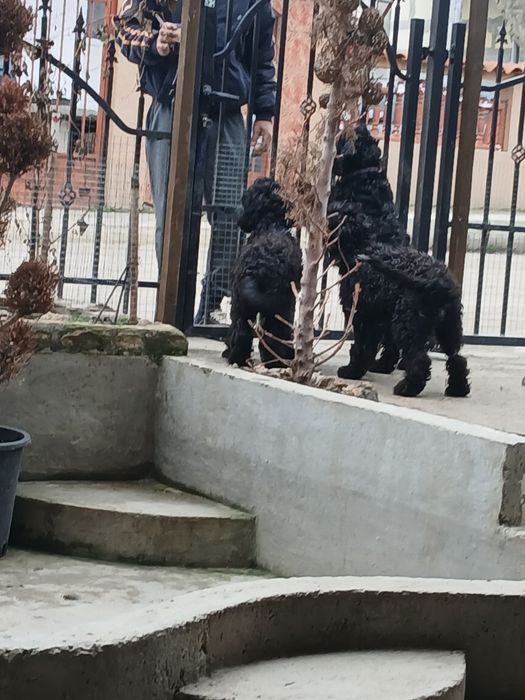 Продавам кучета Кавапу 2 женски и 1 мъжко на цена 150 евро