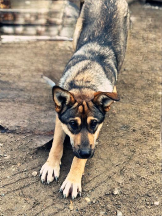 Красотка Альфа ищет дом.