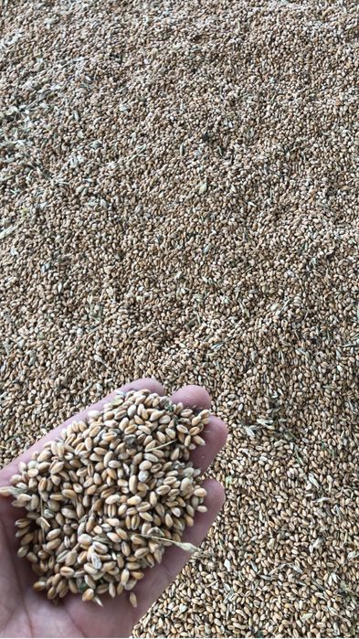 Vand porumb si grau 2025