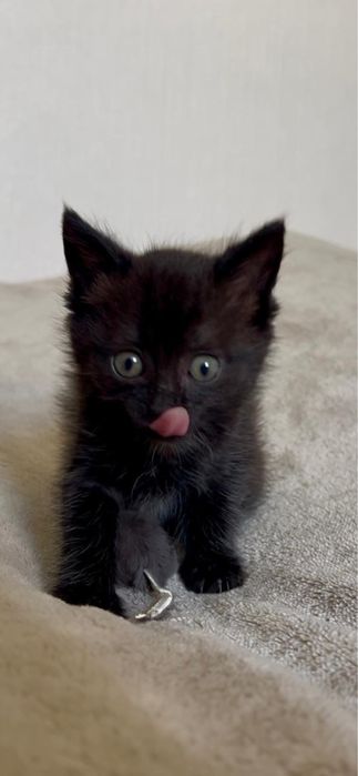 Отдам черную кошечку