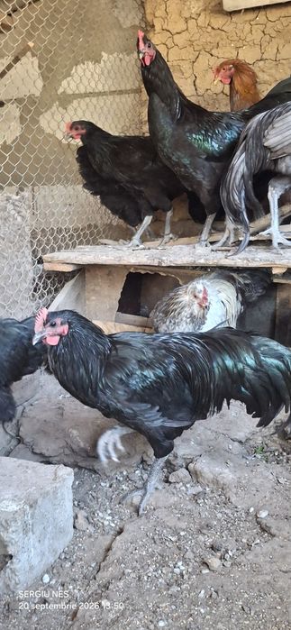 Cocoși australorp 2026 vaccinați.și inelați