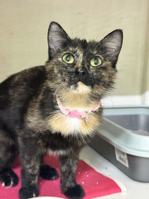 Кошечка Масяня в добрые руки