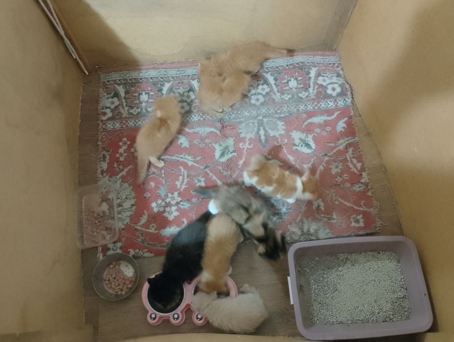 Отдам котят бесплатно