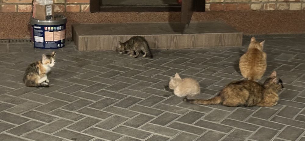 Отдам котят (3) в добрые руки