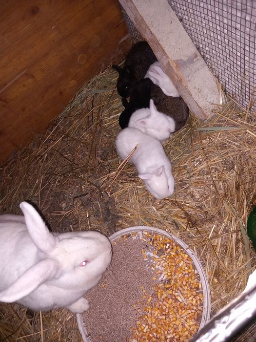 Iepuri albi și negri