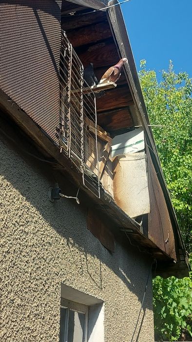 Голуби разные породы