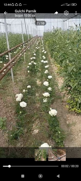 Gallaniski atirgullar kuchati sotiladi