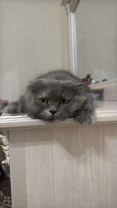 Потерялась кошка, яшнабадский район, вознаграждение за помощь