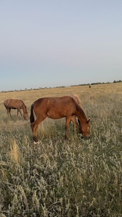 Продам кобылку ходит в табуне