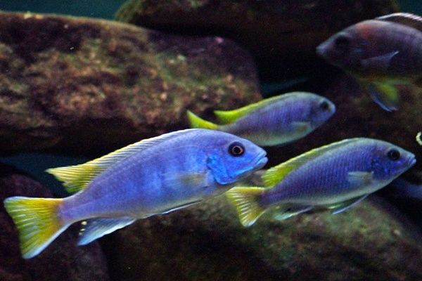 Псевдотрофеус ацей Лювала Риф