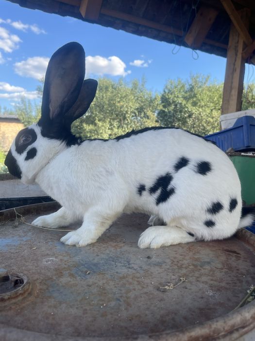 Mascul fluture german de vanzare