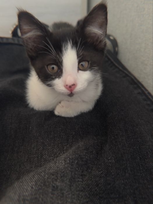 Котик бесплатно черненький