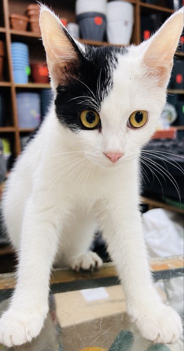 Молодой котик ищет дом