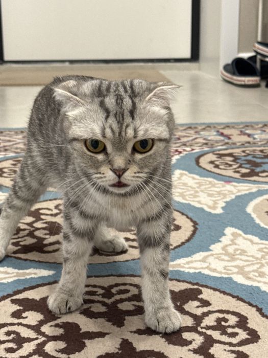 Кошка шотландская вислоухая
