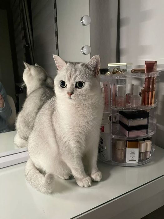 Ищу в дар Скоттиш-страйт (шотландская прямоухая)