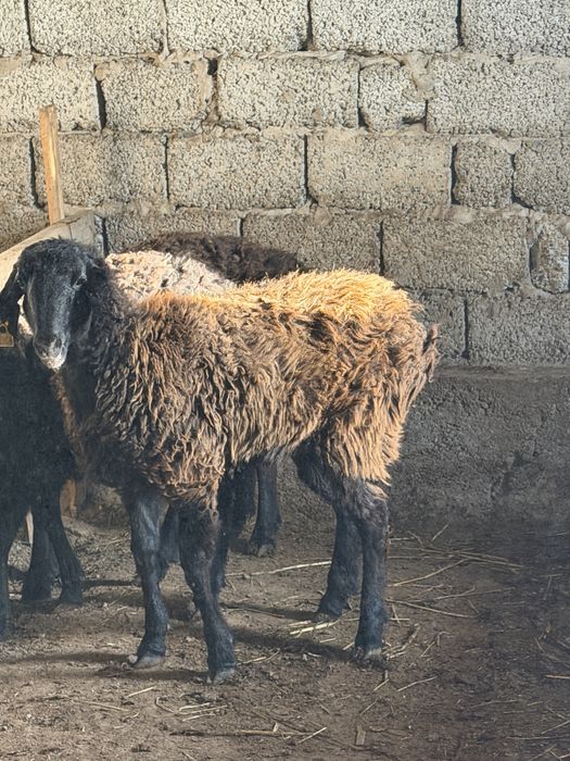 Қой сатылады,Түркістанда