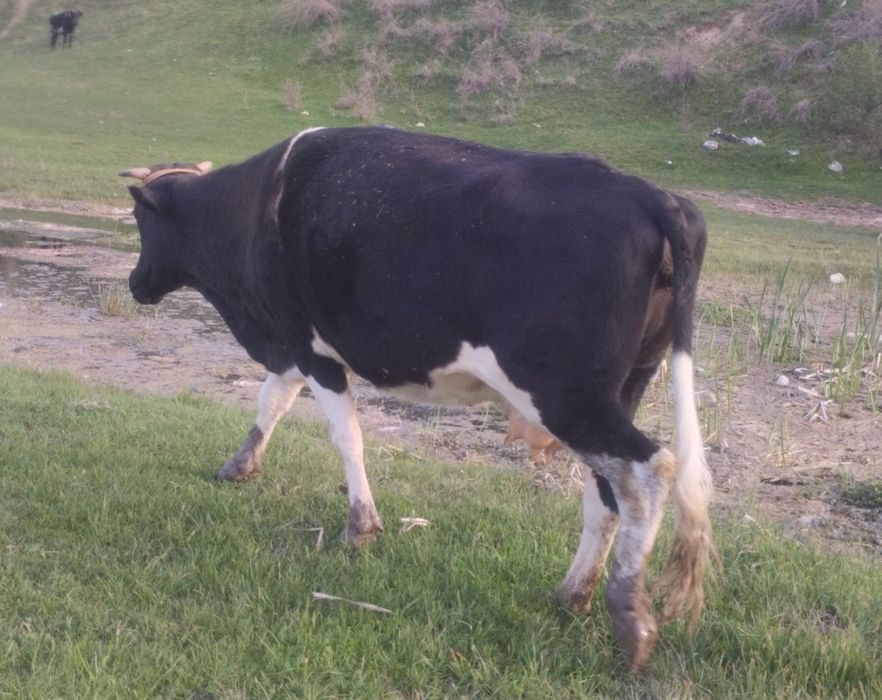 Буаз сиыр сатылады