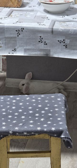 Кролик декоративный