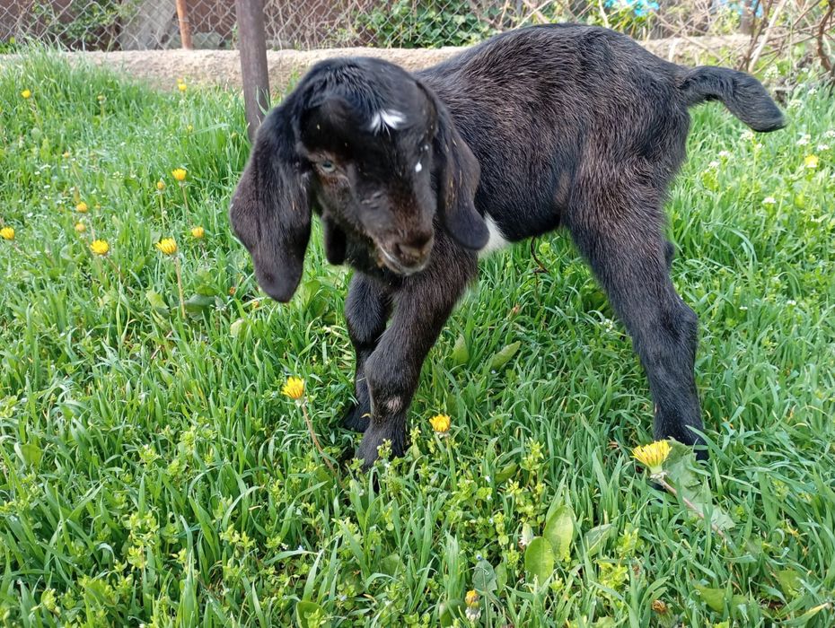 Продаются козлята