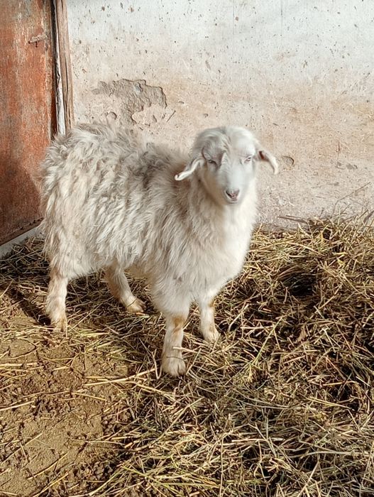 Ешкі, тоқты сатылады