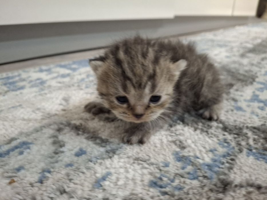 Котята, порода британец