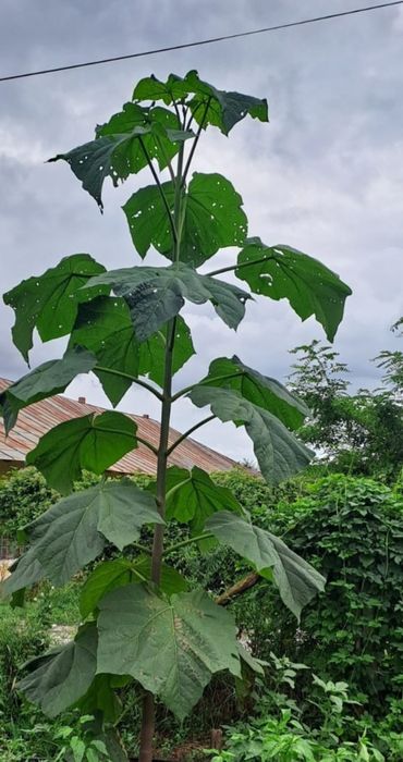 Vând paulownia,producator