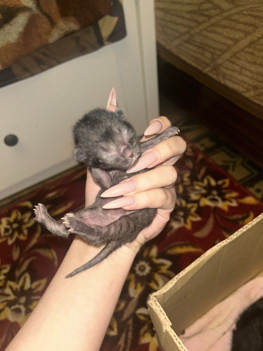 Новорожденные котята