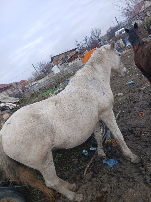 Vand iapa buna de ham bun de caruta sati faci treaba cu ea