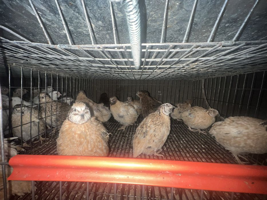 12 masculi prepelita  2 celadon si 10 jumabo