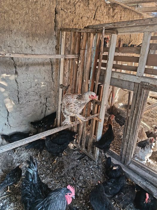 Товуқ  Ўрдаклар  сотилади