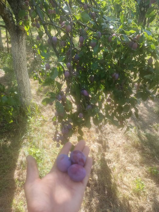Vând Prune albe si gogosele