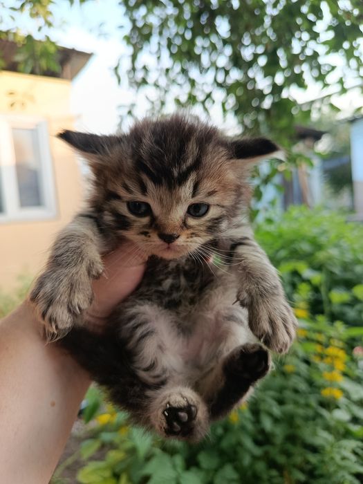 Отдам котят, 1 месяц