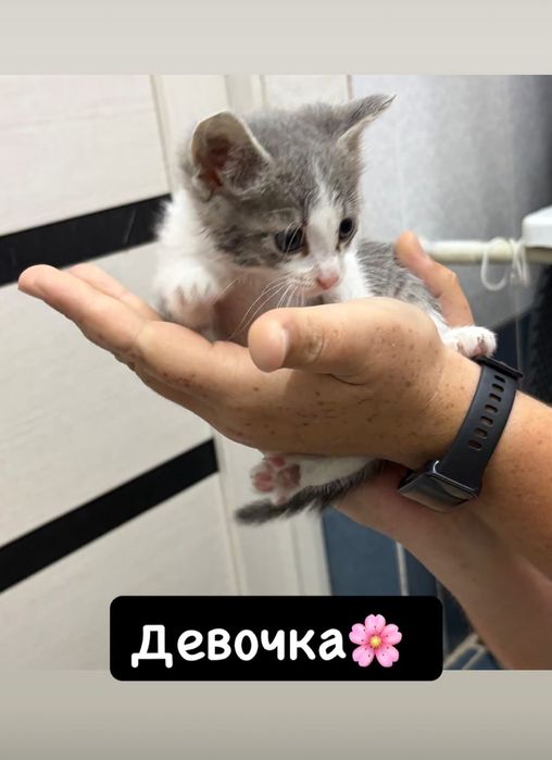 Котята в добрые руки!