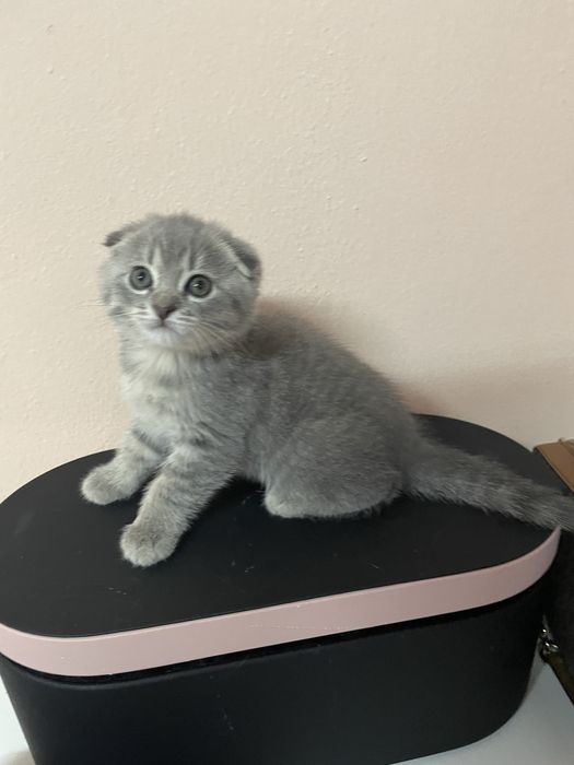 Очаровательные милые котята