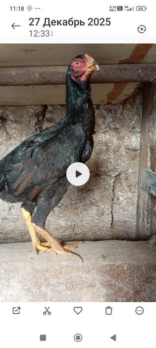 Дакан товук сотилади