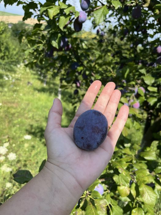 Prune de vanzare