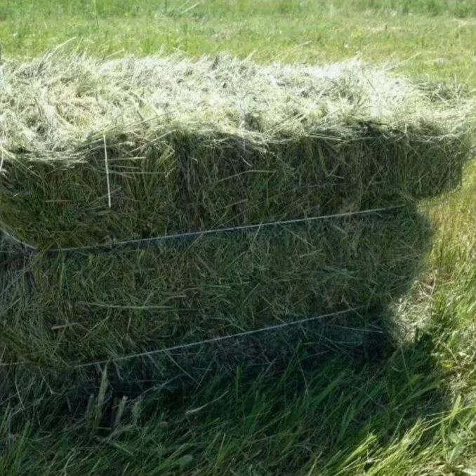 Продам сено люцерны в тюках 1200