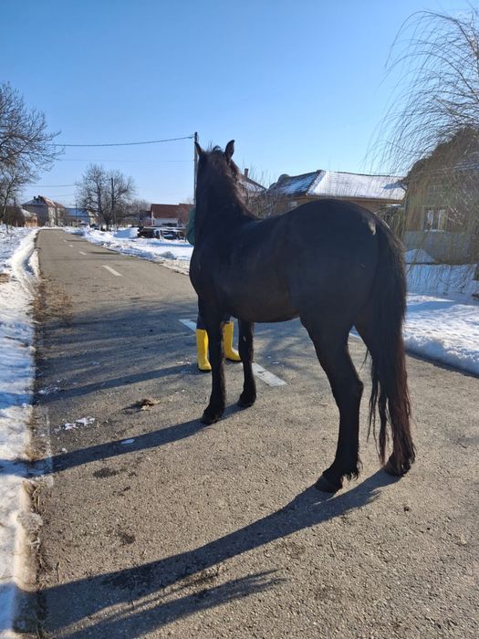 Vând mânz in vârstă de un an