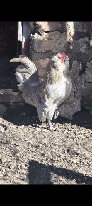 Cocoșei Bărboasă de anvers